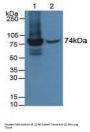 Interferon-Induced GTP-Binding Protein Mx1 (MX1) Antibody