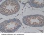 Microtubule-Associated Protein Tau (MAPT) Antibody