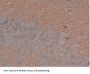 Microtubule-Associated Protein Tau (MAPT) Antibody