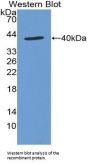 Stromal Cell-Derived Factor 1 / SDF1 (CXCL12) Antibody