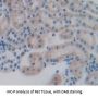 Stromal Cell-Derived Factor 1 / SDF1 (CXCL12) Antibody