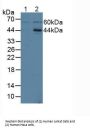 Intercellular Adhesion Molecule 2 / CD102 (ICAM2) Antibody