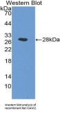 Intercellular Adhesion Molecule 2 / CD102 (ICAM2) Antibody