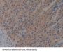 Intercellular Adhesion Molecule 2 / CD102 (ICAM2) Antibody