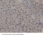 Intercellular Adhesion Molecule 2 / CD102 (ICAM2) Antibody