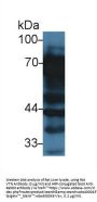 Vitronectin (VTN) Antibody