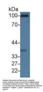 Complement Component 1, Q Receptor (C1qR1) Antibody