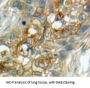 Complement Component 1, Q Receptor (C1qR1) Antibody