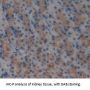 Signaling Lymphocytic Activation Molecule Family Member 1 / CD150 (SLAMF1) Antibody