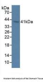 2',5'-Oligoadenylate synthetase 1 Antibody