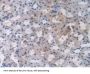 2',5'-Oligoadenylate synthetase 1 Antibody