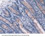 2',5'-Oligoadenylate synthetase 1 Antibody
