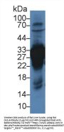 Carbonic Anhydrase III, Muscle Specific (CA3) Antibody