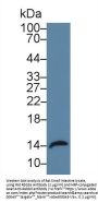 Regenerating Islet Derived Protein 3 Alpha (REG3a) Antibody