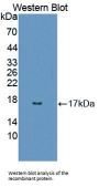 Regenerating Islet Derived Protein 3 Alpha (REG3a) Antibody