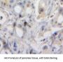 Regenerating Islet Derived Protein 3 Alpha (REG3a) Antibody