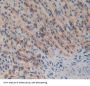 Docking Protein 7 (DOK7) Antibody