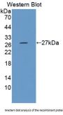 HAUS Augmin Like Complex Subunit 7 (HAUS7) Antibody
