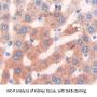 HAUS Augmin Like Complex Subunit 7 (HAUS7) Antibody