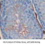 Dickkopf Like Protein 1 (DKKL1) Antibody