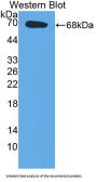 E2F Transcription Factor 2 (E2F2) Antibody