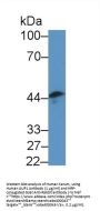 Ancient Ubiquitous Protein 1 (AUP1) Antibody