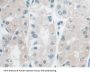 Ancient Ubiquitous Protein 1 (AUP1) Antibody