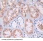 Ancient Ubiquitous Protein 1 (AUP1) Antibody