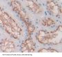 Dipeptidase 2 (DPEP2) Antibody