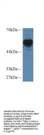 Regulator of G Protein Signaling 7 (RGS7) Antibody
