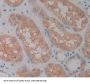 Regulator of G Protein Signaling 7 (RGS7) Antibody