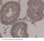 Nuclear Autoantigenic Sperm Protein, Histone Binding (NASP) Antibody