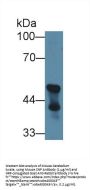 2, 3 Cyclic Nucleotide 3 Phosphohydrolase (CNP) Antibody