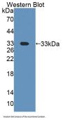 2, 3 Cyclic Nucleotide 3 Phosphohydrolase (CNP) Antibody
