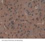 2, 3 Cyclic Nucleotide 3 Phosphohydrolase (CNP) Antibody