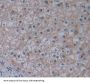 ATP Binding Cassette Subfamily B Member 10 (ABCB10) Antibody