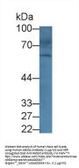 ATP Binding Cassette Subfamily G Member 4 (ABCG4) Antibody