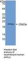 Apolipoprotein L2 (APOL2) Antibody