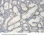 Apolipoprotein L2 (APOL2) Antibody