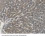 Apolipoprotein L2 (APOL2) Antibody