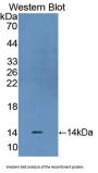 Signal Transducer And Activator of Transcription 3 (STAT3) Antibody