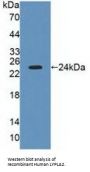 Lysophospholipase II (LYPLA2) Antibody