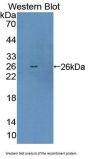 Homeobox Protein ARX (ARX) Antibody