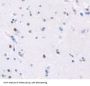 Homeobox Protein ARX (ARX) Antibody
