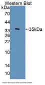 Arylsulfatase F (ARSF) Antibody