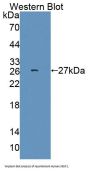 Serine/Arginine Rich Splicing Factor 1 (SRSF1) Antibody
