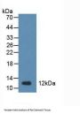 Trefoil Factor 1 (TFF1) Antibody