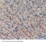 Cannabinoid Receptor 1, Brain (CNR1) Antibody