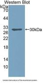 B-Cell CLL/Lymphoma 10 (Bcl10) Antibody