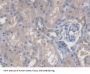 Chibby Homolog 1 (CBY1) Antibody